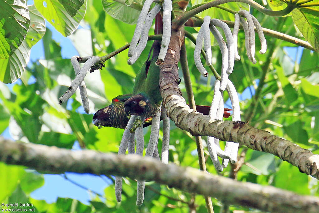 Conure leucotiqueadulte