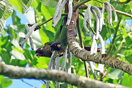 White-eared Parakeet