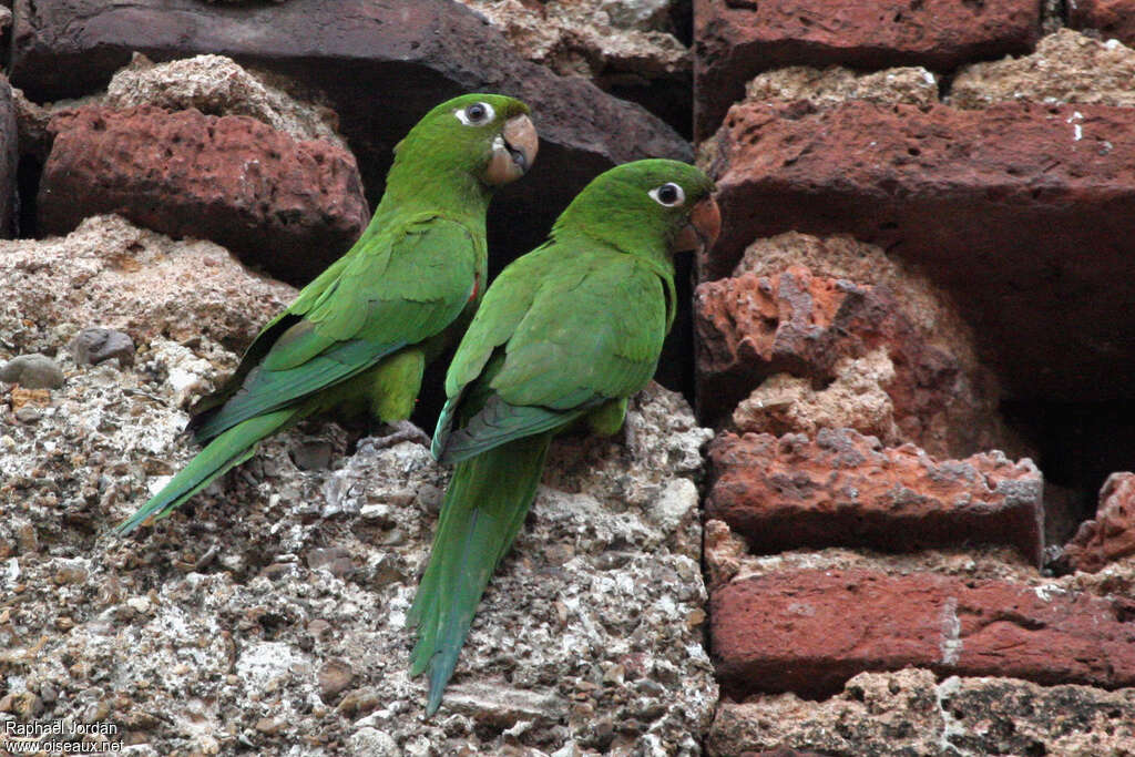 Hispaniolan Parakeetadult, habitat, Reproduction-nesting