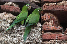 Hispaniolan Parakeet