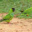 Conure nanday