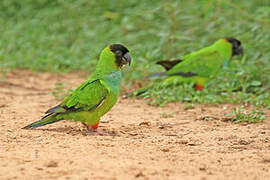 Nanday Parakeet
