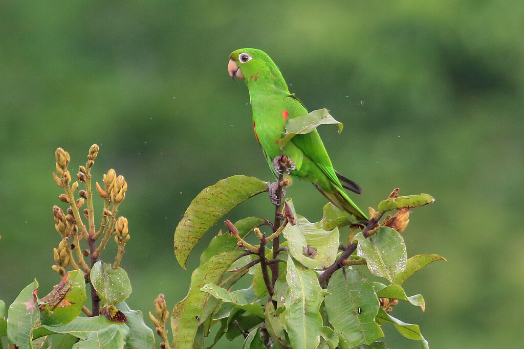 Conure pavouane