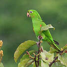 Conure pavouane