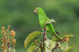 White-eyed Parakeet