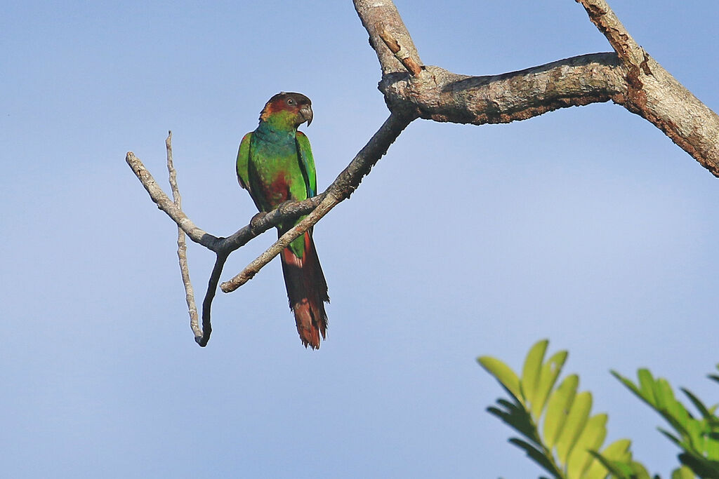 Conure tiribaadulte