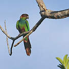 Conure tiriba