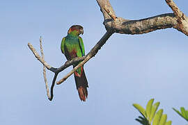 Ochre-marked Parakeet