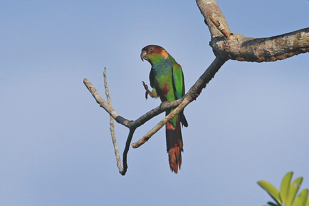 Conure tiribaadulte