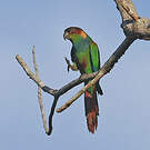 Conure tiriba