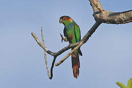 Ochre-marked Parakeet