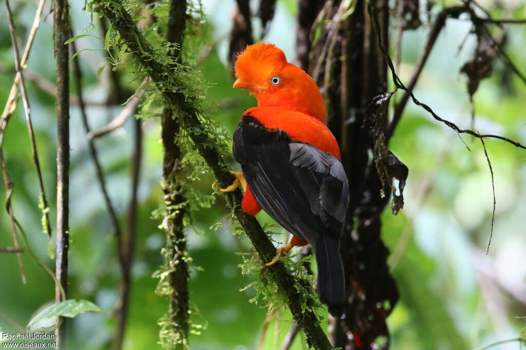 Andean Cock-of-the-rock male adult, habitat, pigmentation