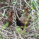 Coq bankiva