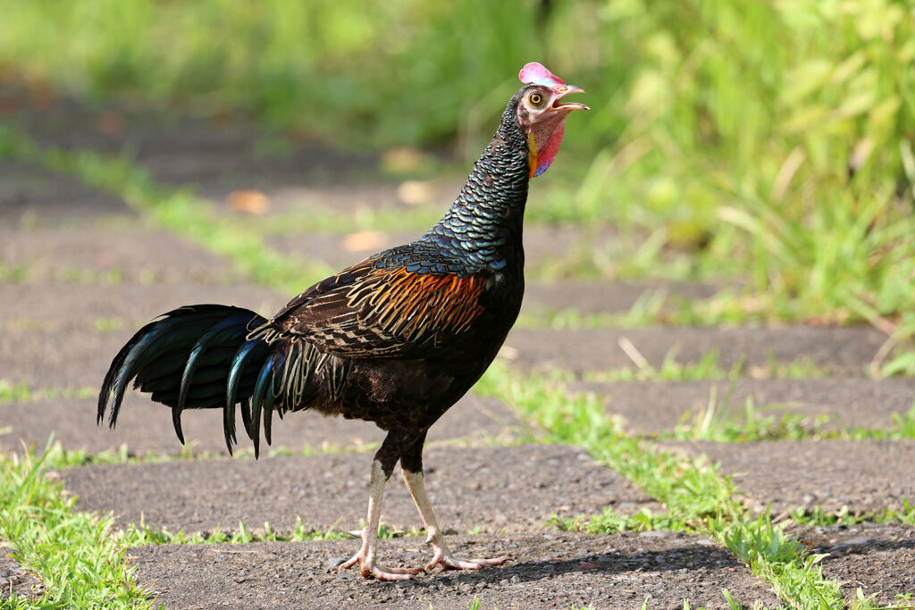 Coq de Java mâle adulte, chant