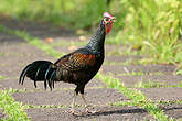 Coq de Java