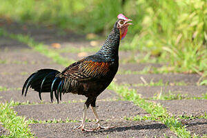 Coq de Java