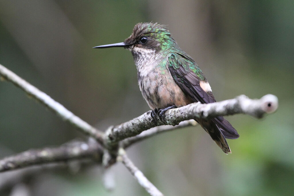 Festive Coquette female adult