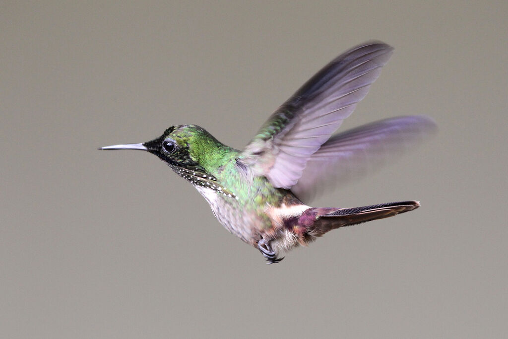 Festive Coquette male adult breeding