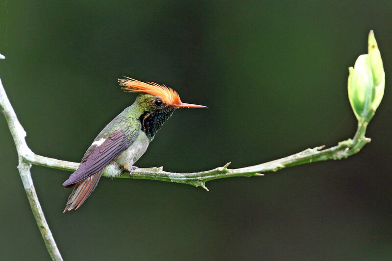Rufous-crested Coquette male adult