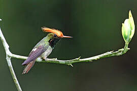 Rufous-crested Coquette