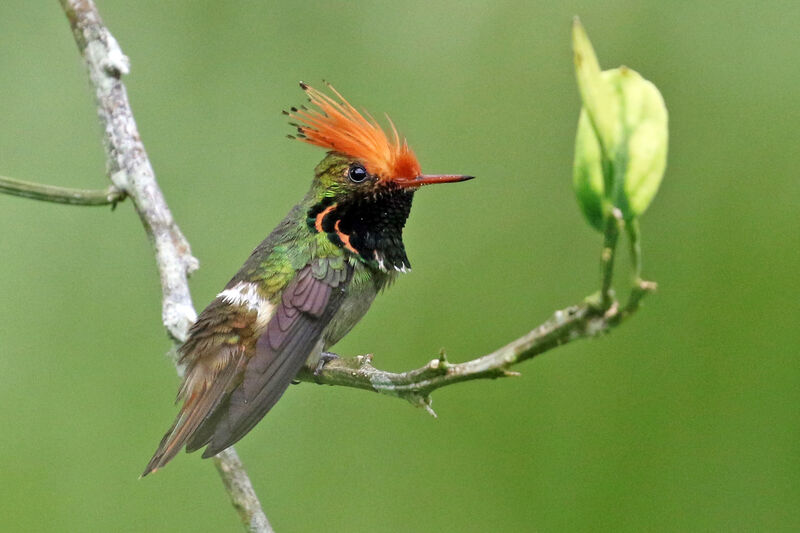 Rufous-crested Coquette male adult breeding