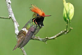 Rufous-crested Coquette