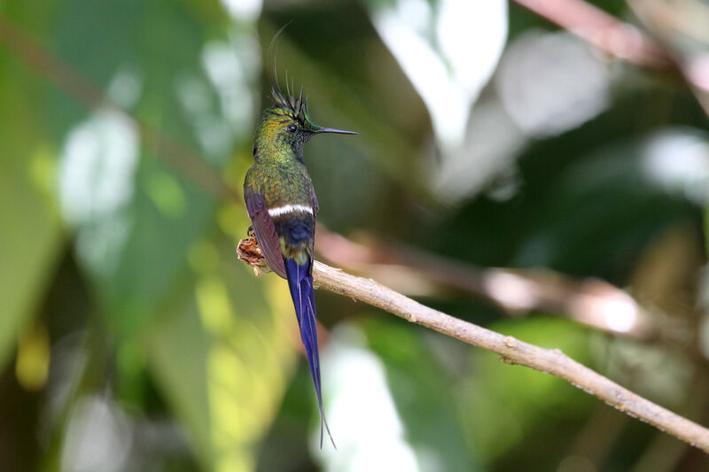 Wire-crested Thorntail male adult