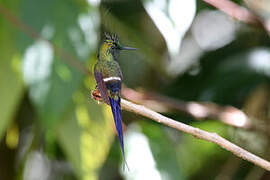 Wire-crested Thorntail