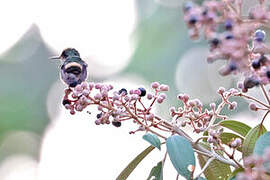 Short-crested Coquette