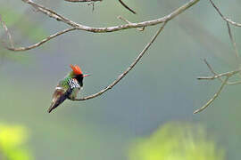 Frilled Coquette