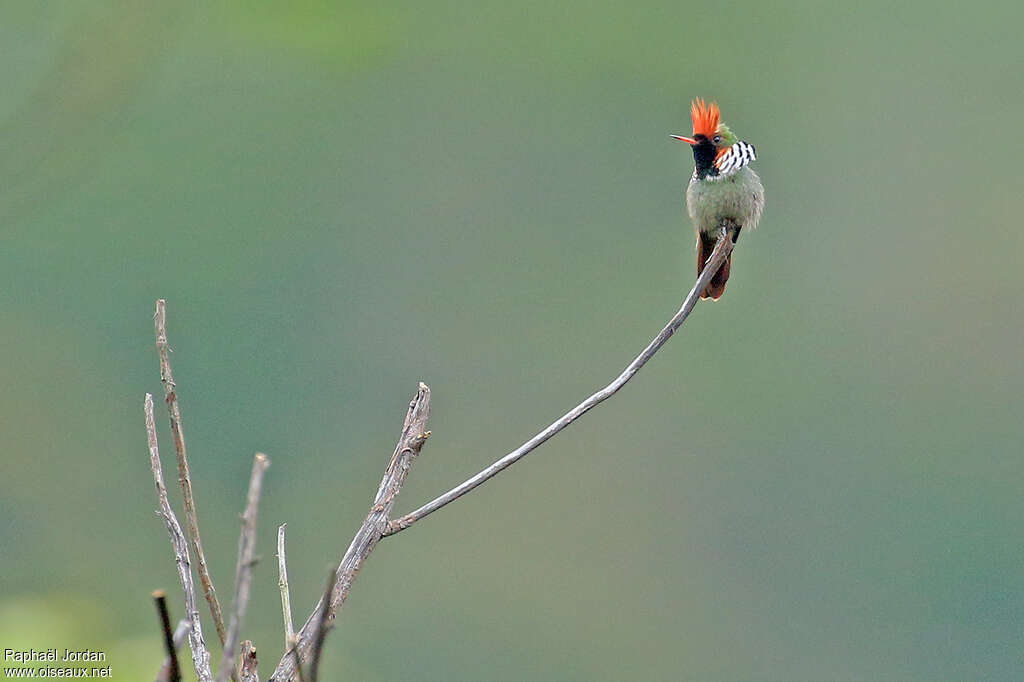 Frilled Coquette male adult, pigmentation, Behaviour