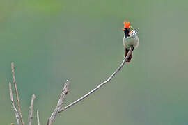 Frilled Coquette