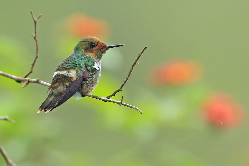 Frilled Coquette male immature