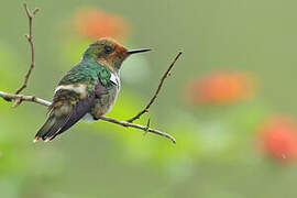 Frilled Coquette