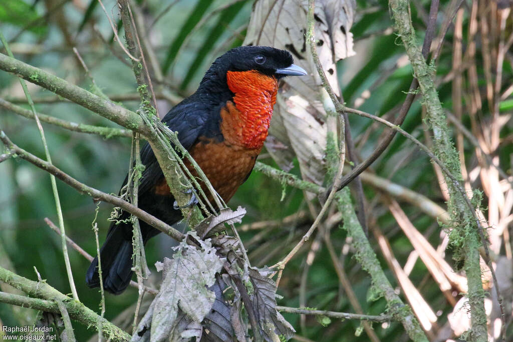 Red-ruffed Fruitcrowadult, identification