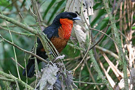 Red-ruffed Fruitcrow