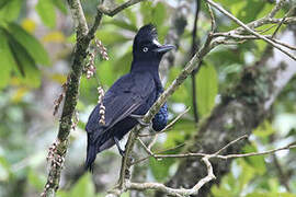 Amazonian Umbrellabird