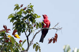 Crimson Fruitcrow