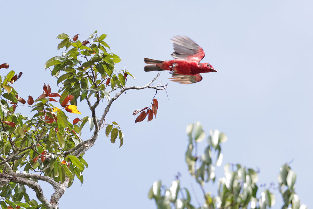 Crimson Fruitcrow female adult