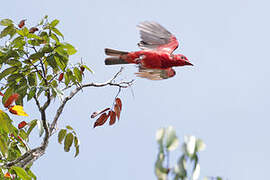 Crimson Fruitcrow