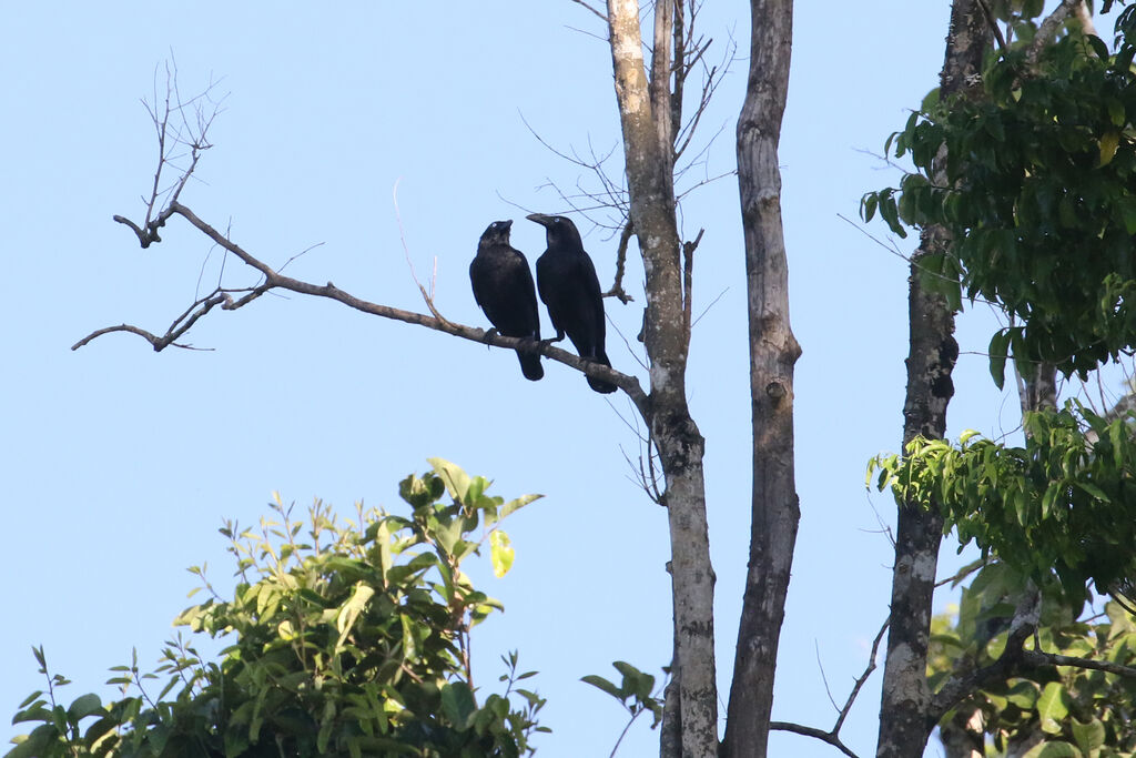 Corbeau de Torres