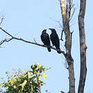 Corbeau de Torres