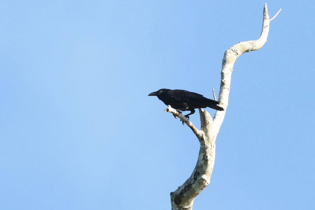 Torresian Crow