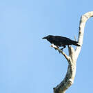 Corbeau de Torres