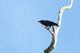 Torresian Crow