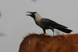 House Crow