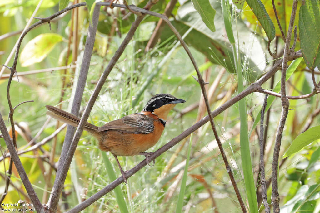 Double-collared Crescentchestadult