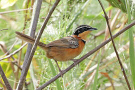 Double-collared Crescentchest