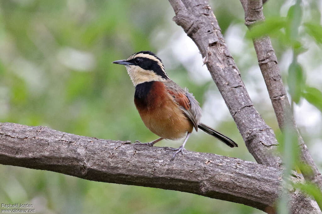 Elegant Crescentchest male adult, identification