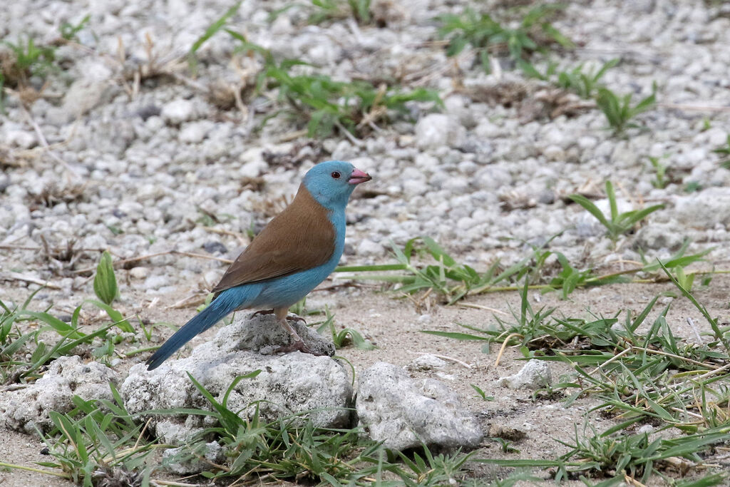 Cordonbleu cyanocéphale mâle adulte